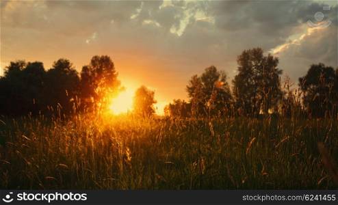 Summer meadow on the dusk, abstract natural backgrounds
