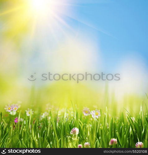 Summer meadow under bright yellow sun, natural backgrounds