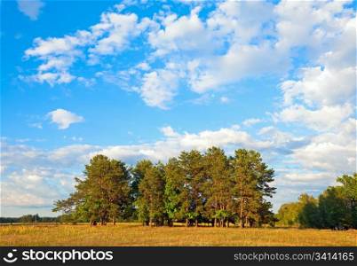 Summer meadow view with clouds sky, field with wild yellow flowers