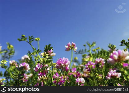 Summer meadow with blooming pink flowers crown vetch and bright blue sky