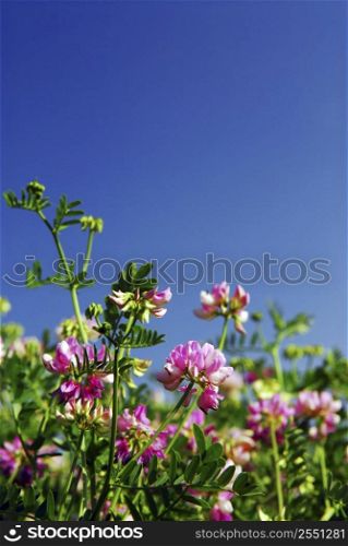 Summer meadow with blooming pink flowers crown vetch and bright blue sky