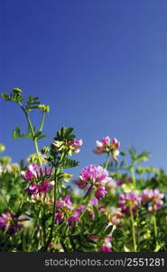 Summer meadow with blooming pink flowers crown vetch and bright blue sky