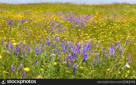 Summer meadow with blossoming wildflowers. Four shots composite picture.