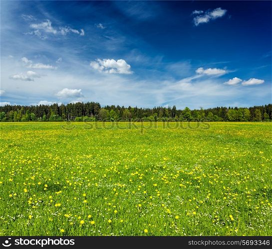 Summer meadow with blue sky, Bavaria, Germany