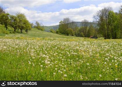 Summer meadow with dandelions in fine weather