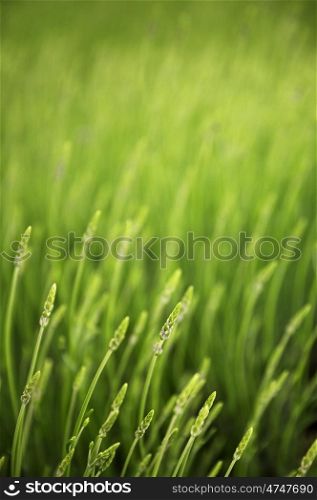 summer meadow with green grass