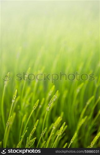 summer meadow with green grass