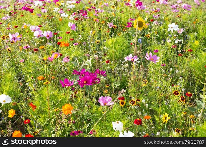 Summer meadow with lots of different blooming summer flowers