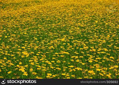 summer meadow with yellow flowers