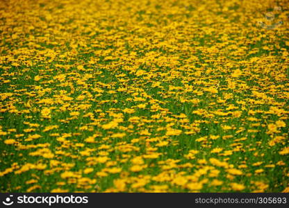 summer meadow with yellow flowers