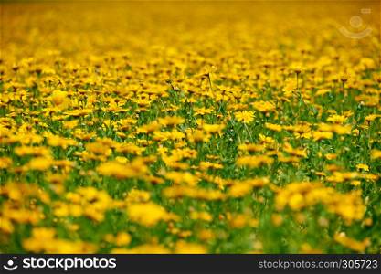 summer meadow with yellow flowers