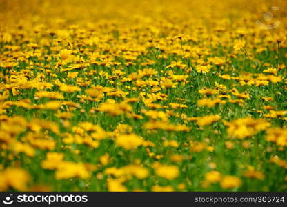 summer meadow with yellow flowers