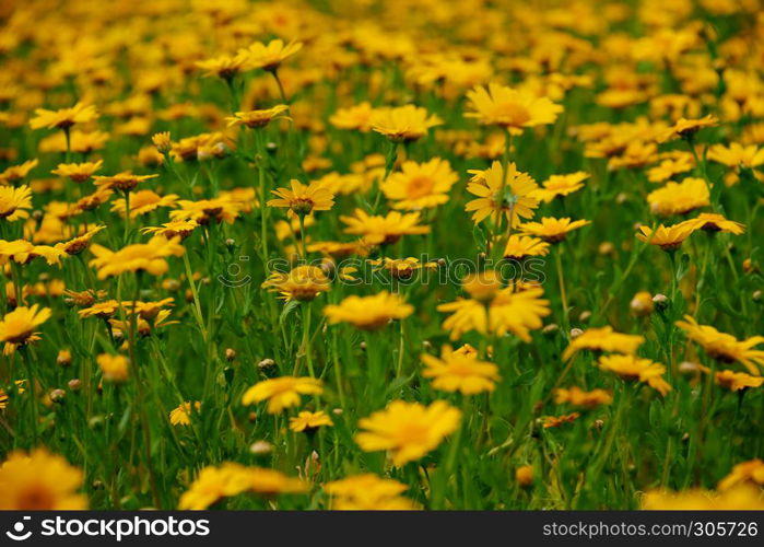 summer meadow with yellow flowers