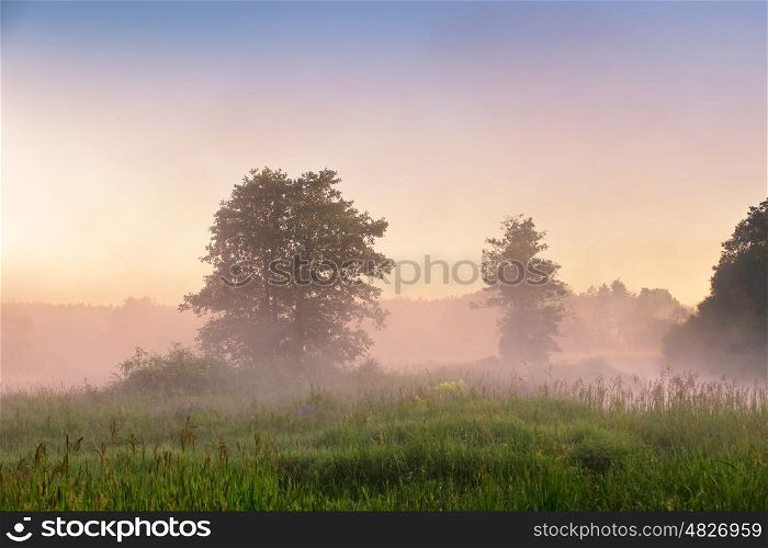 Summer misty dawn on the bog. Foggy swamp in the morning. Misty morning