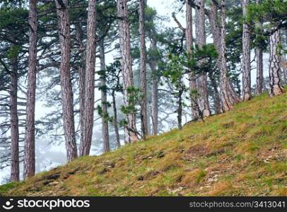 Summer misty forest of pine trees on hill (Aj-Petri mountain, Crimea, Ukraine)