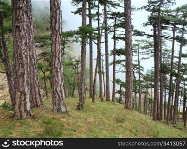 Summer misty forest of pine trees on hill (Aj-Petri mountain, Crimea, Ukraine)