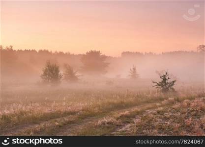 Summer misty landscape in sunrise light. Colorful dawn sky and calm foggy rural pasture scene. Dirt road on wild meadow in morning fog, Belarus