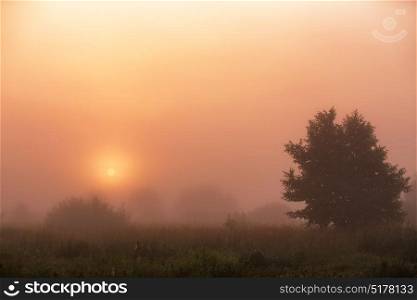 Summer misty meadow sunrise. Morning landscape in summer thick fog