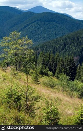 Summer misty mountain landscape with fir forest (Goverla Mount behind)