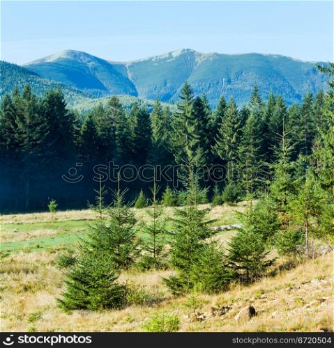 Summer misty mountain landscape with fir forest in front.
