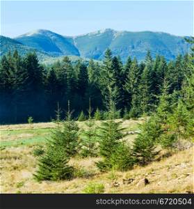 Summer misty mountain landscape with fir forest in front.