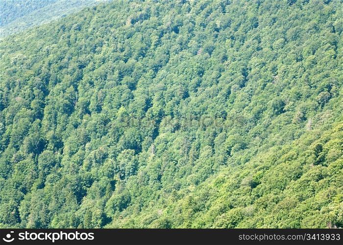 summer misty mountain landscape with green forest on slope (Ukraine, Carpathian Mountains)