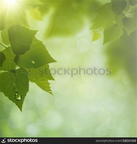 Summer Morning. Abstract natural backgrounds. Green leaves with dew water drops