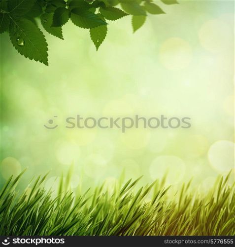 Summer morning in the forest, natural backgrounds