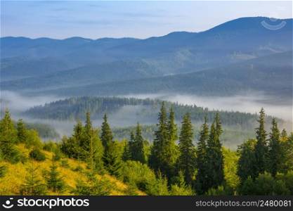 Summer morning in the wooded mountains. The sun illuminates the grass and spruces. In the valley between the mountains light fog. Morning Fog in a Wooded Valley