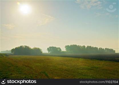 Summer morning landscape with field, sun, blue sky, fog and trees in the background