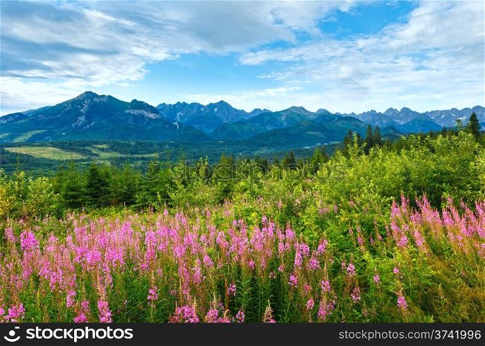 Summer morning mountain landscape with pink flowers in front and Tatra range behind (Poland)