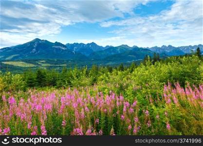 Summer morning mountain landscape with pink flowers in front and Tatra range behind (Poland)