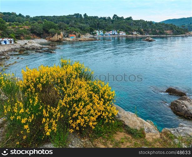 Summer morning sea coast landscape and blossoming bush with yellow flowers in front (near Palamos, Costa Brava, Spain).