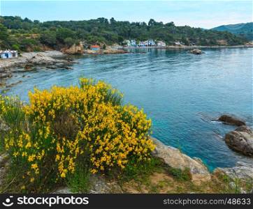 Summer morning sea coast landscape and blossoming bush with yellow flowers in front (near Palamos, Costa Brava, Spain).