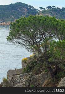 Summer morning sea coast landscape with pine tree in front (Costa Brava, Spain).