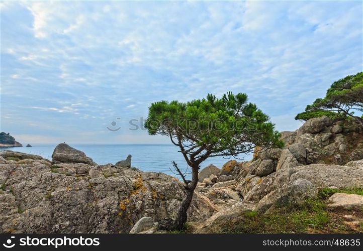 Summer morning sea coast landscape with pine tree in front (near Palamos, Costa Brava, Spain).