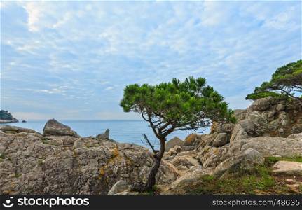 Summer morning sea coast landscape with pine tree in front (near Palamos, Costa Brava, Spain).