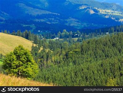 Summer mountain country landscape with fir forest on slope (Carpathian, Ukraine, Verkhovyna district, Ivano-Frankivsk region).