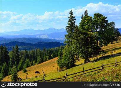 Summer mountain country view with fir forest , wooden fence and cow on slope (Carpathian, Ukraine, Verkhovyna district, Ivano-Frankivsk region).