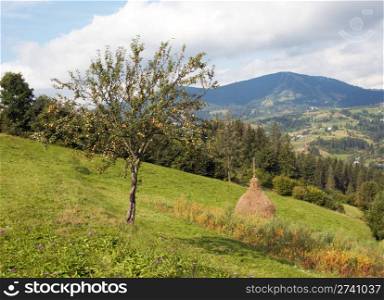 Summer mountain green meadow with stacks of hay and apple-tree (Carpathian Mt-s, Ukraine).