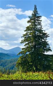 Summer mountain landscape with big fir tree on Goverla Mount background
