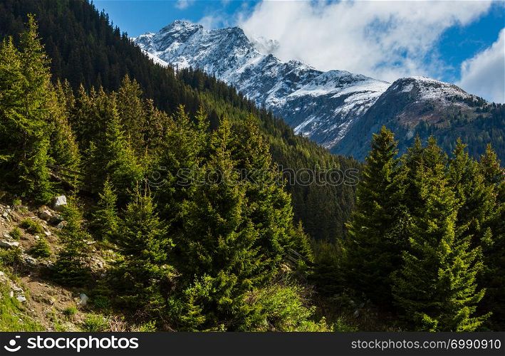 Summer mountain landscape with fir forest on slope (Silvretta Alps, Austria).
