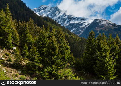 Summer mountain landscape with fir forest on slope (Silvretta Alps, Austria).