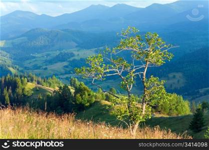 Summer mountain landscape with flowering grassland and lonely tree in front