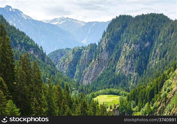 Summer mountain landscape with forest on slope and white flowers in front (Alps, Switzerland)