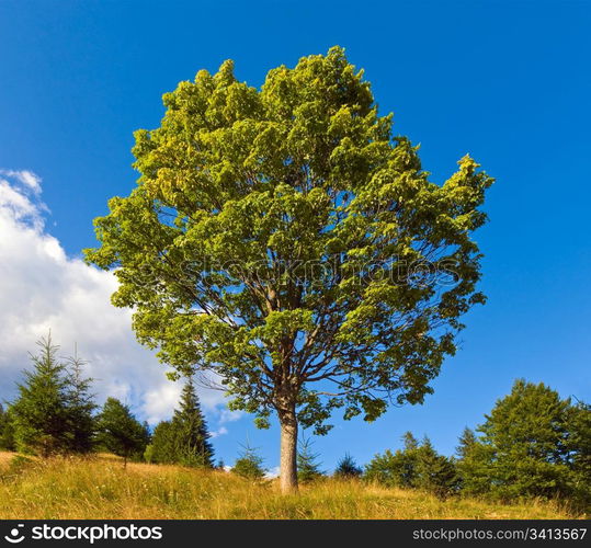 Summer mountain landscape with lonely tree on sky background