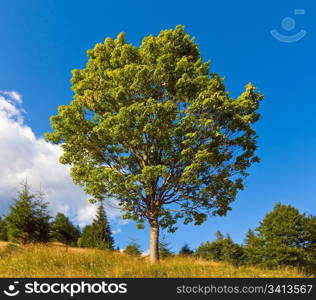 Summer mountain landscape with lonely tree on sky background