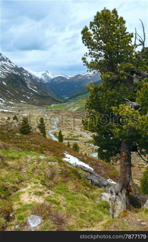 Summer mountain landscape with pine trees in front (Fluela Pass, Switzerland)