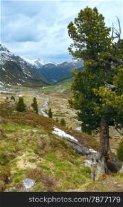 Summer mountain landscape with pine trees in front (Fluela Pass, Switzerland)