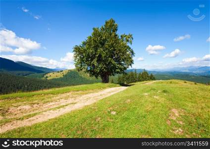 Summer mountain landscape with rural road and lonely tree